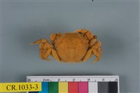 藏品(絨毛近方蟹)的圖片